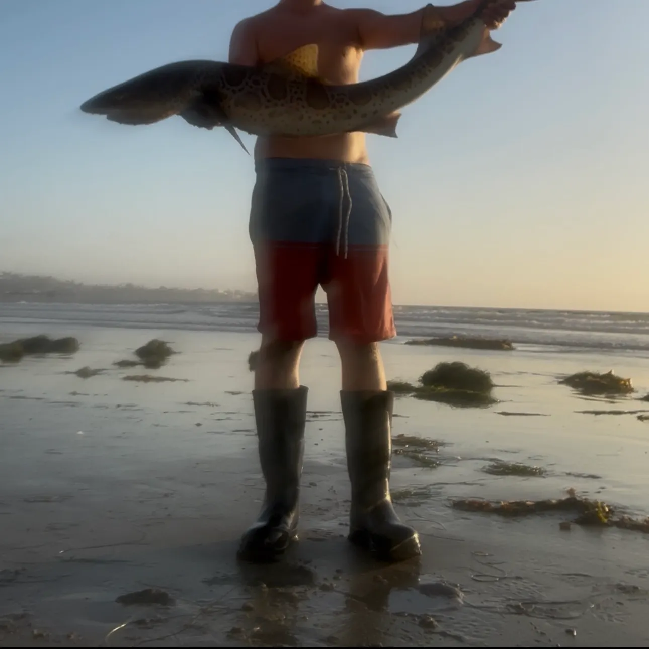 Leopard shark caught on Fishbrain