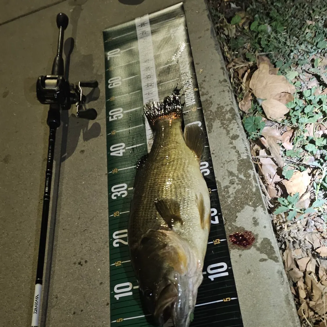 Largemouth bass caught on Fishbrain
