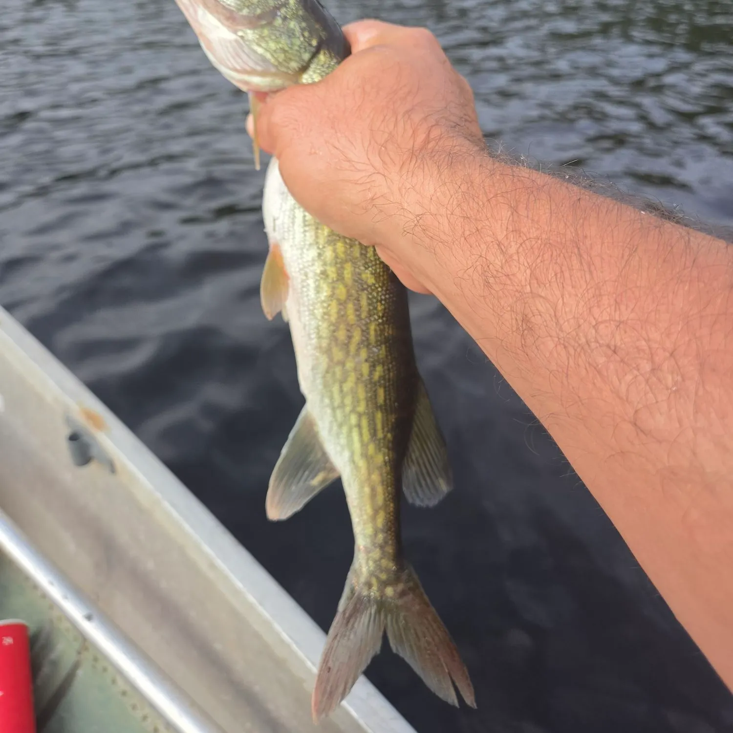 Chain pickerel caught on Fishbrain