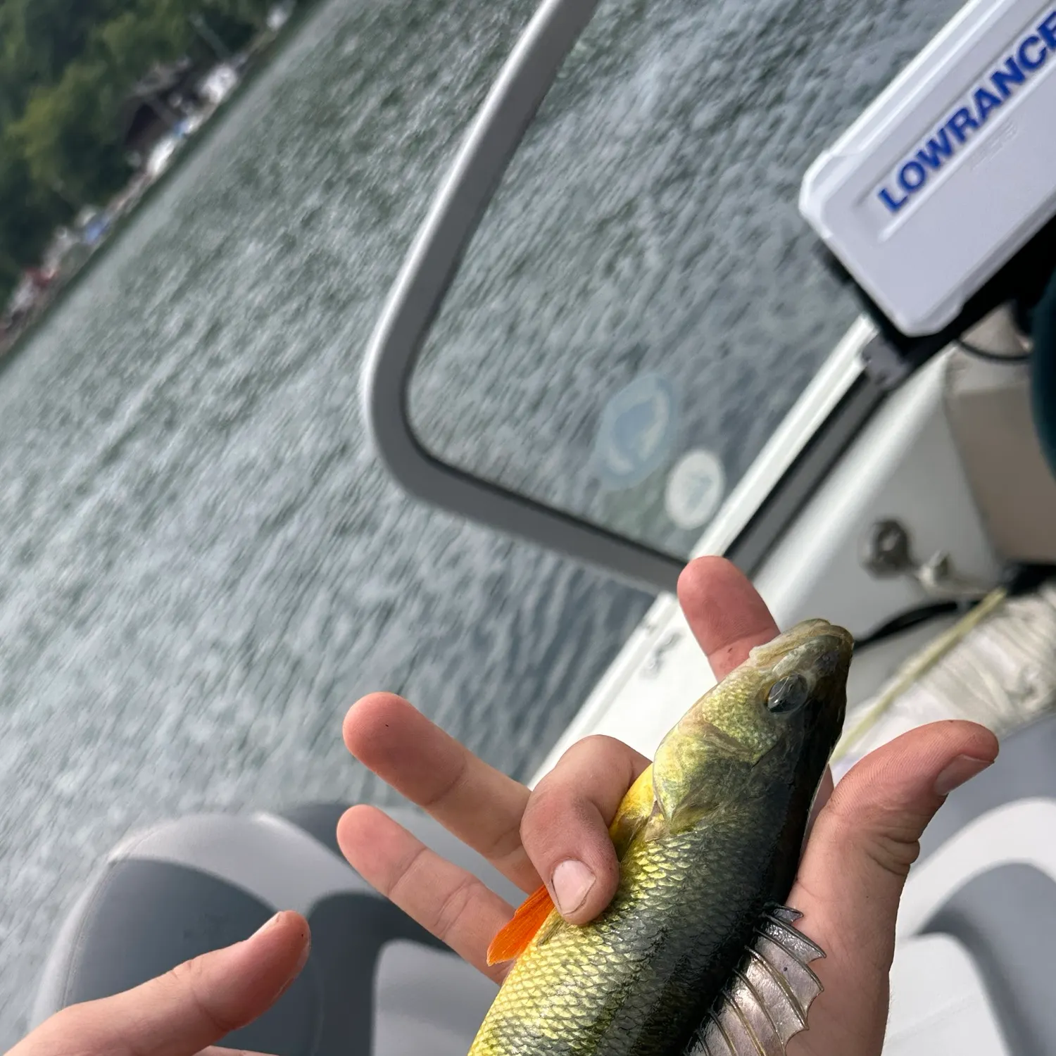 The most recent Yellow perch catches on Fishbrain