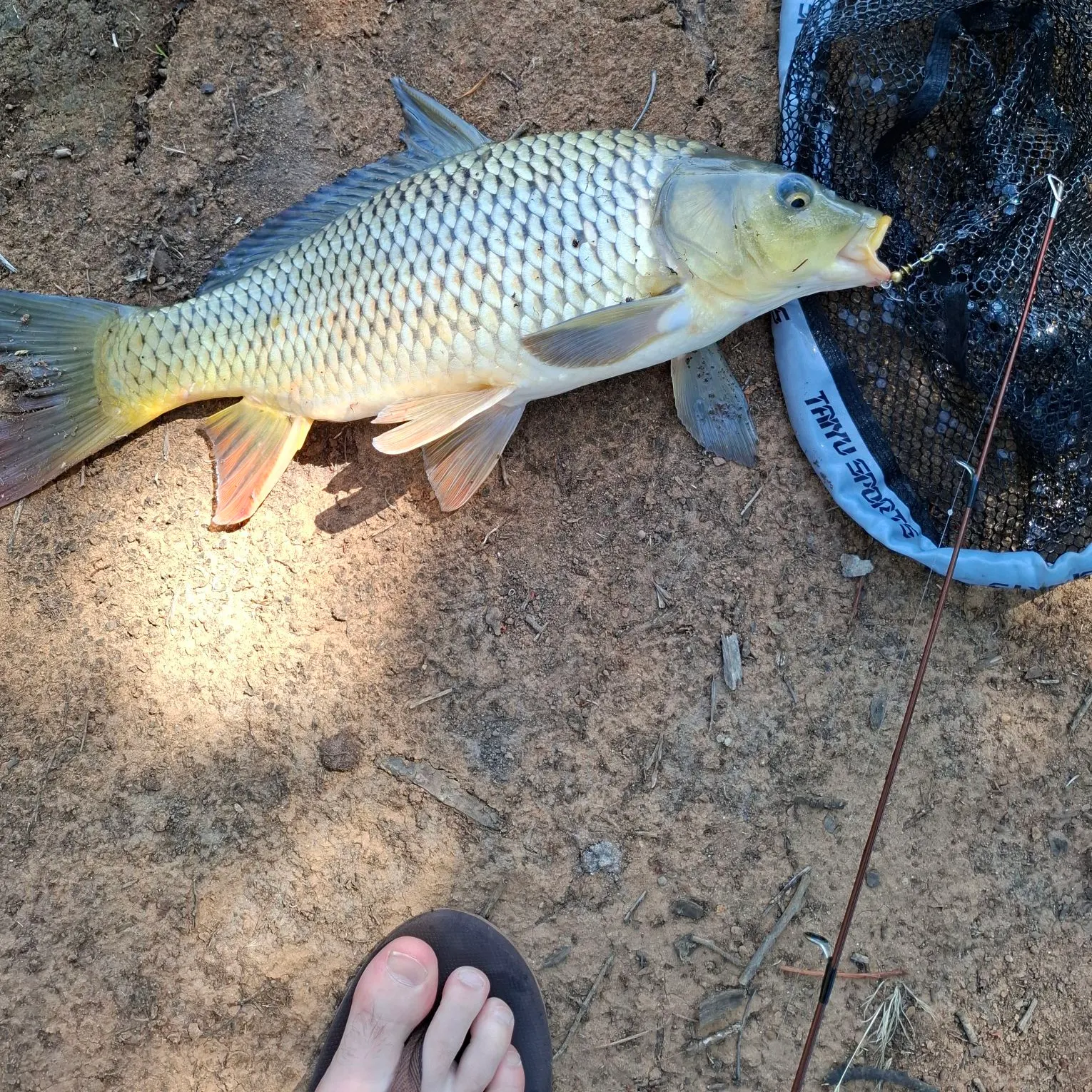 The most recent Common carp catches on Fishbrain