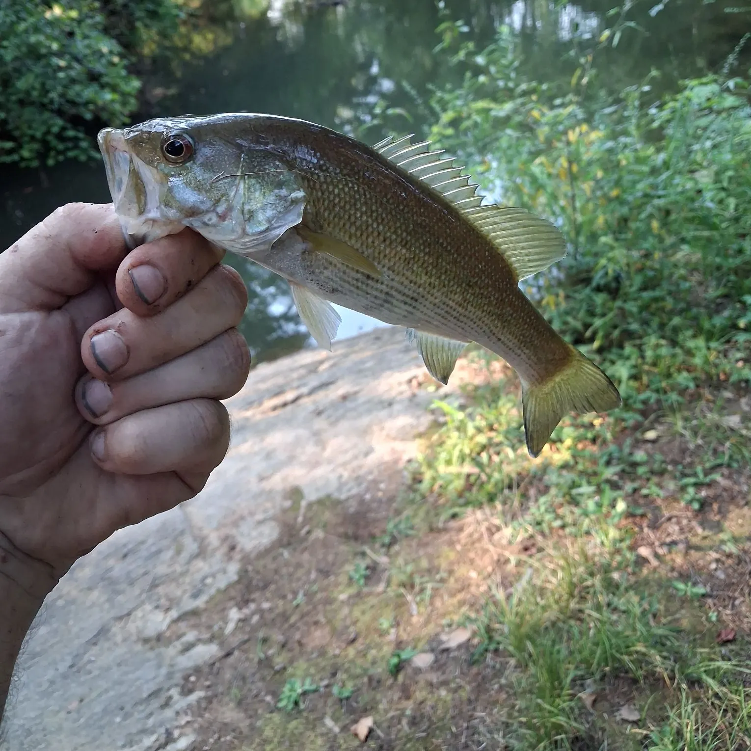 Redeye bass caught on Fishbrain