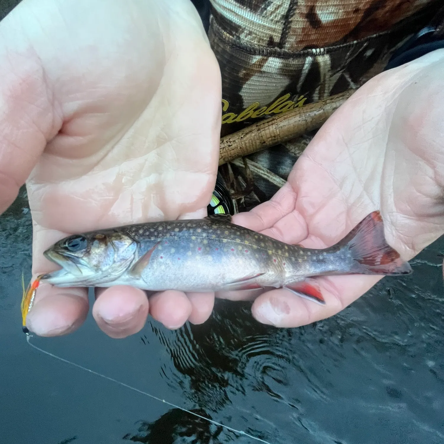 The most recent Salters catches on Fishbrain