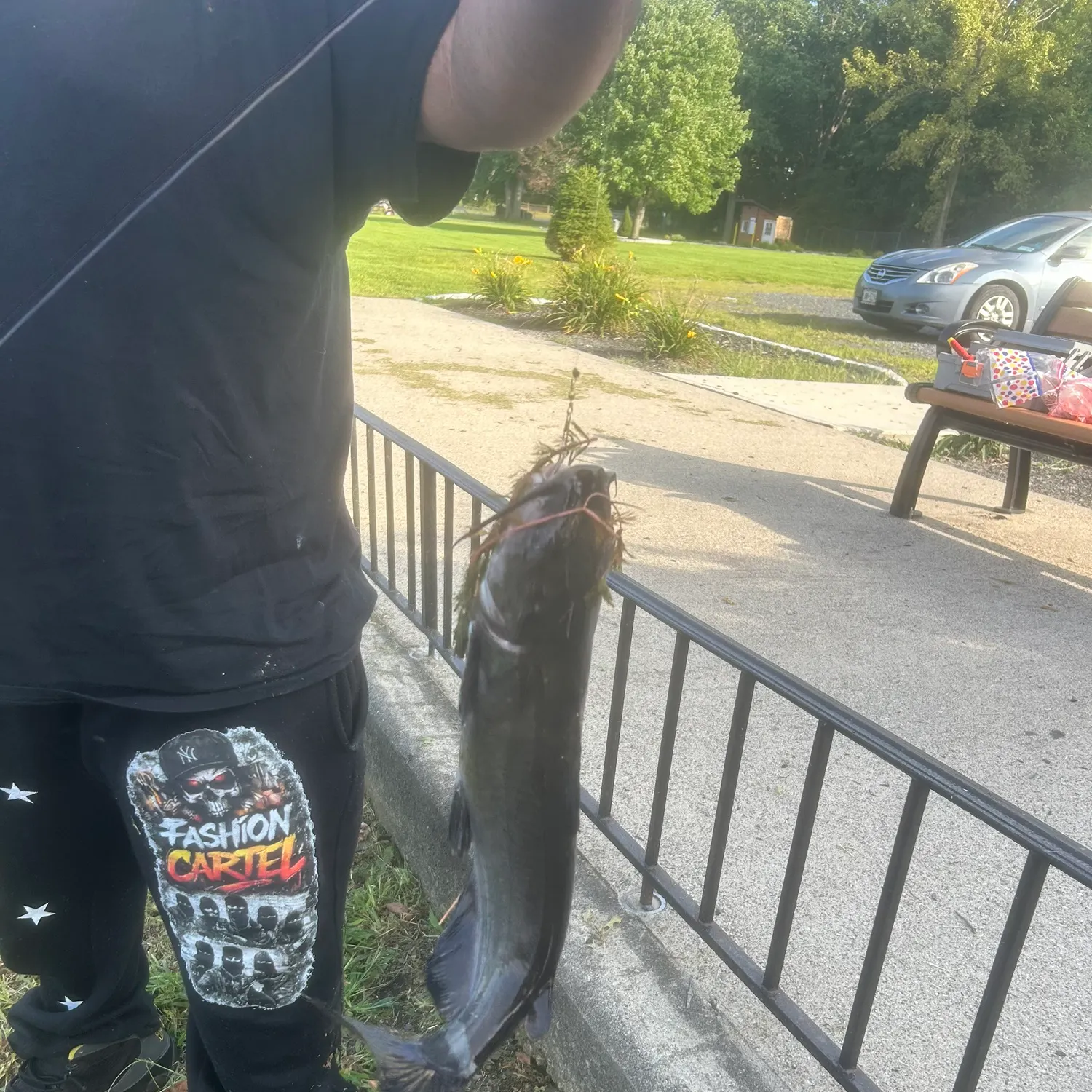 Channel catfish caught on Fishbrain