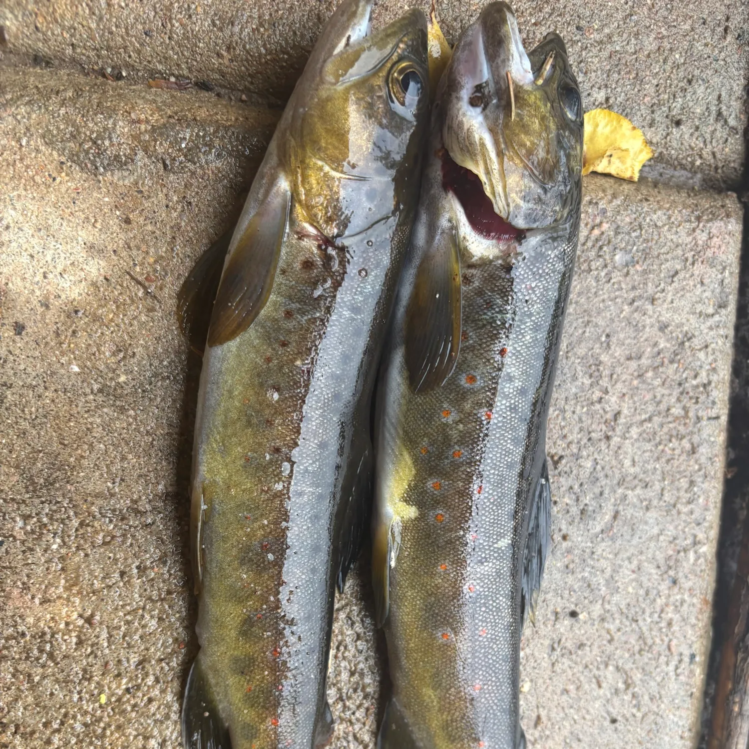 The most recent Brown trout catches on Fishbrain