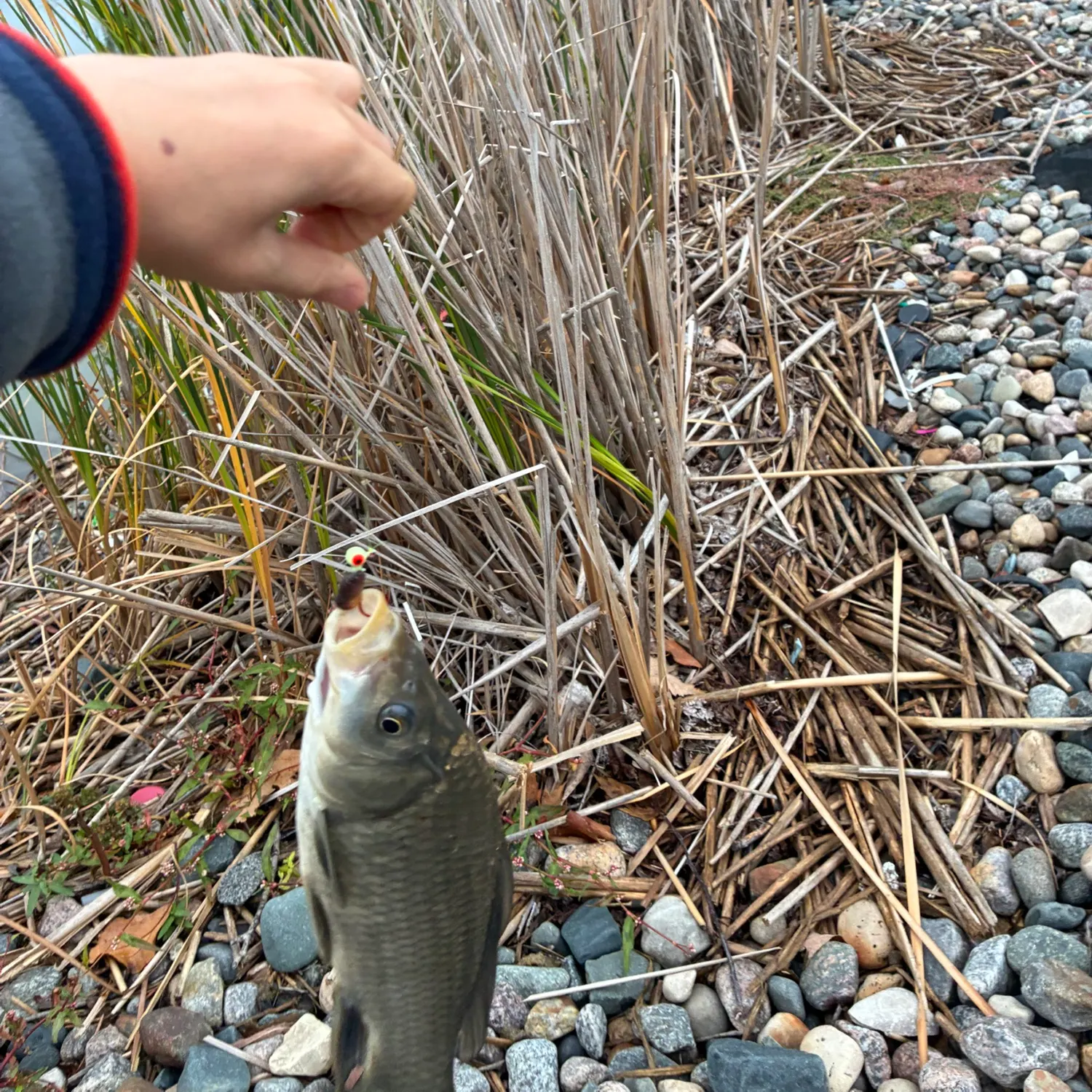 Common carp caught on Fishbrain