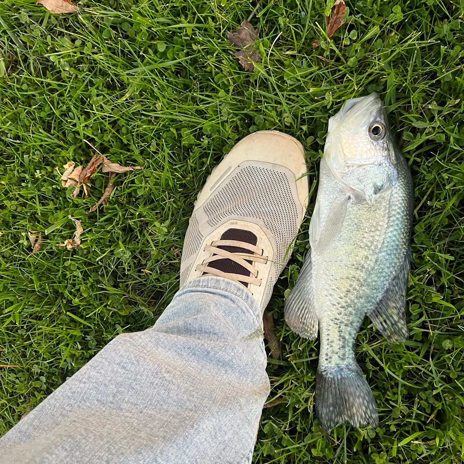 White crappie caught on Fishbrain
