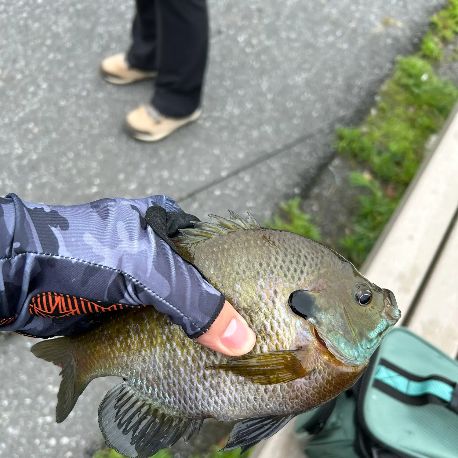 catch