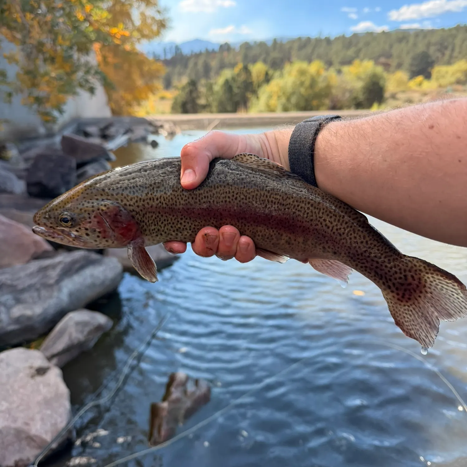 Rainbow trout caught on Fishbrain