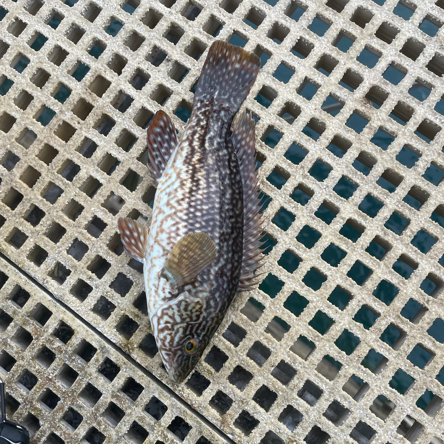 Ballan wrasse caught on Fishbrain
