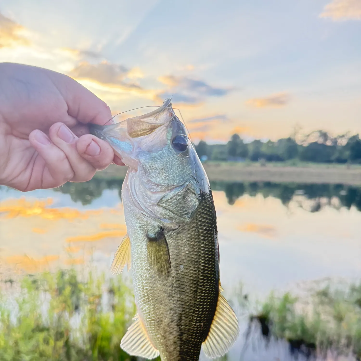 Largemouth bass caught on Fishbrain
