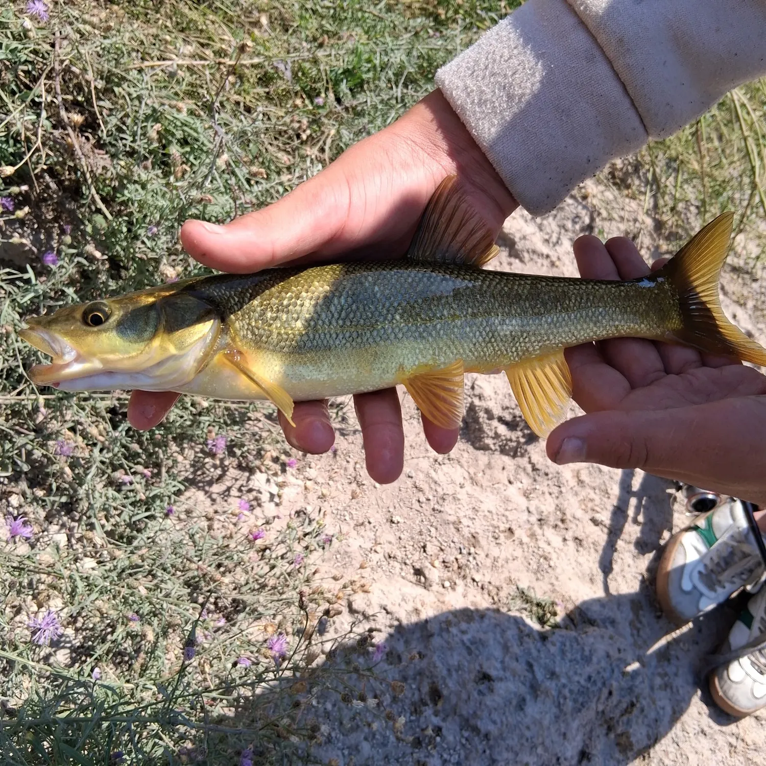 Northern pikeminnow caught on Fishbrain