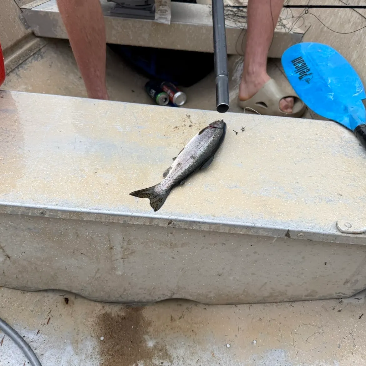 Rainbow trout caught on Fishbrain