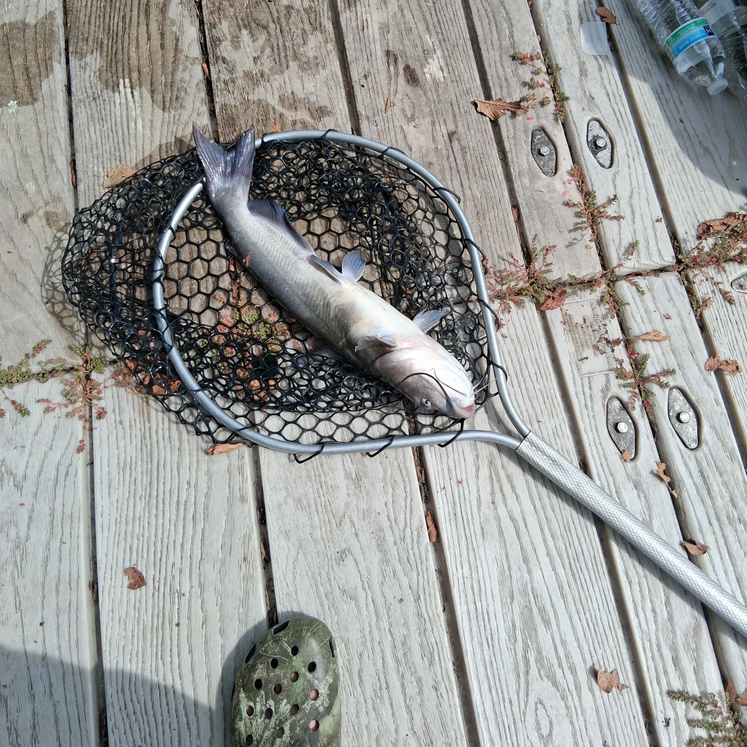 Channel catfish caught on Fishbrain