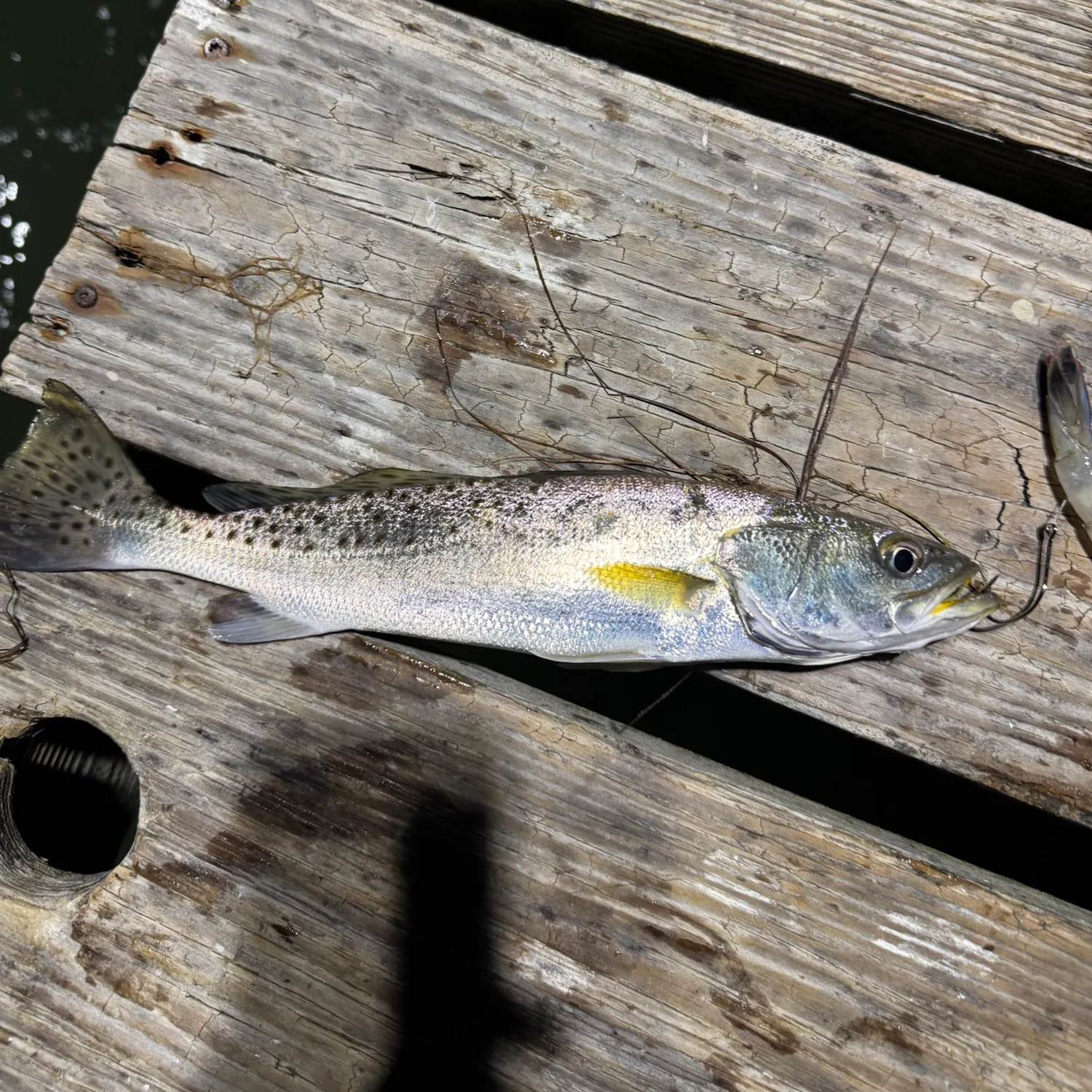 Spotted seatrout caught on Fishbrain