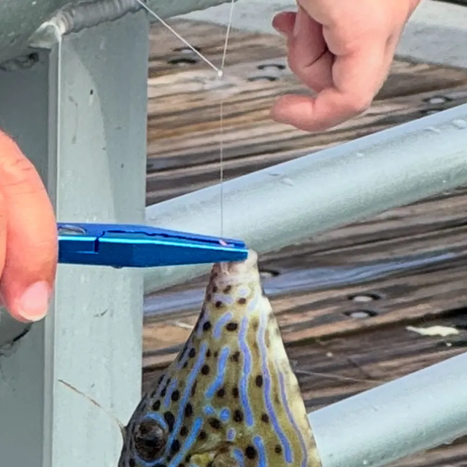 most liked catch image