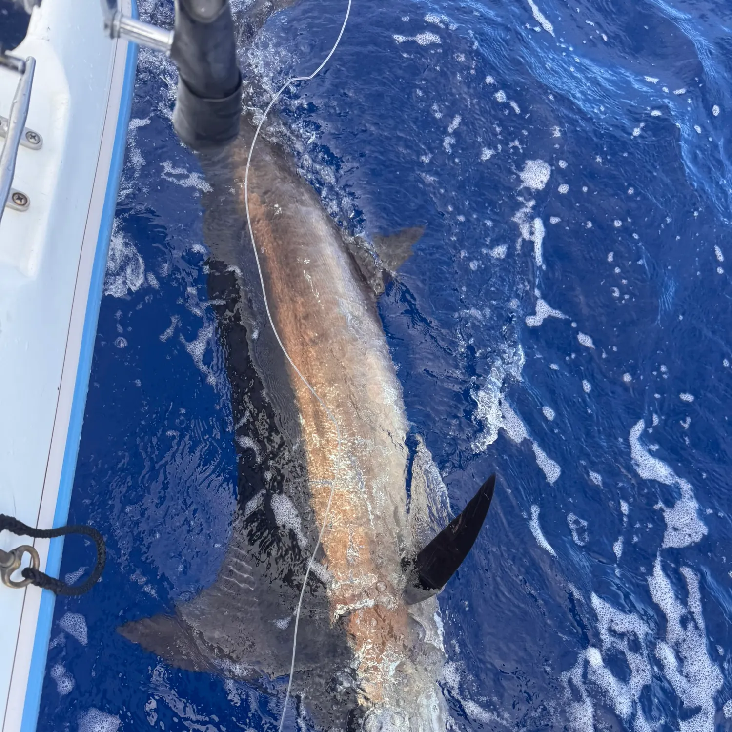 The most recent Indo-Pacific blue marlin catches on Fishbrain