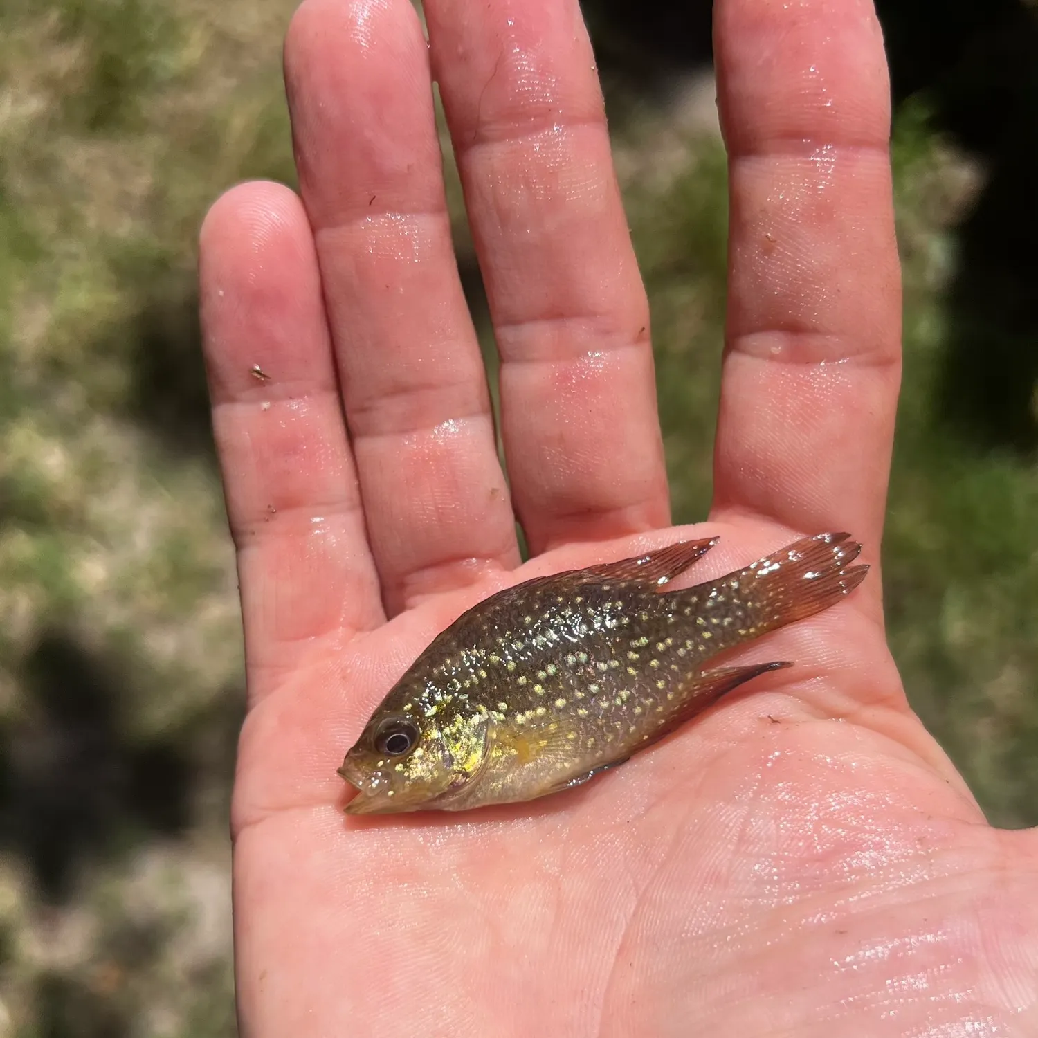 The most recent Bluespotted sunfish catches on Fishbrain