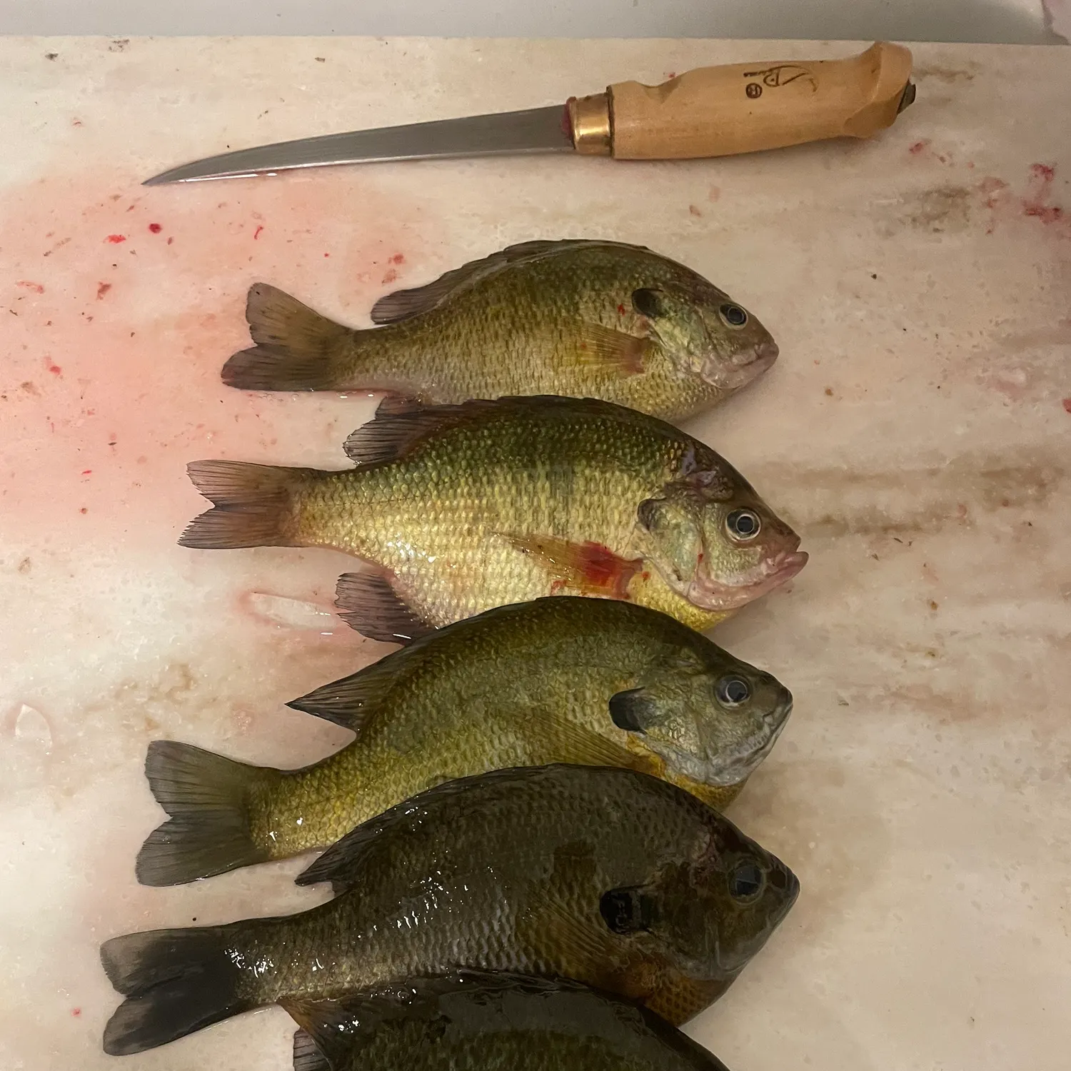 recently logged catches