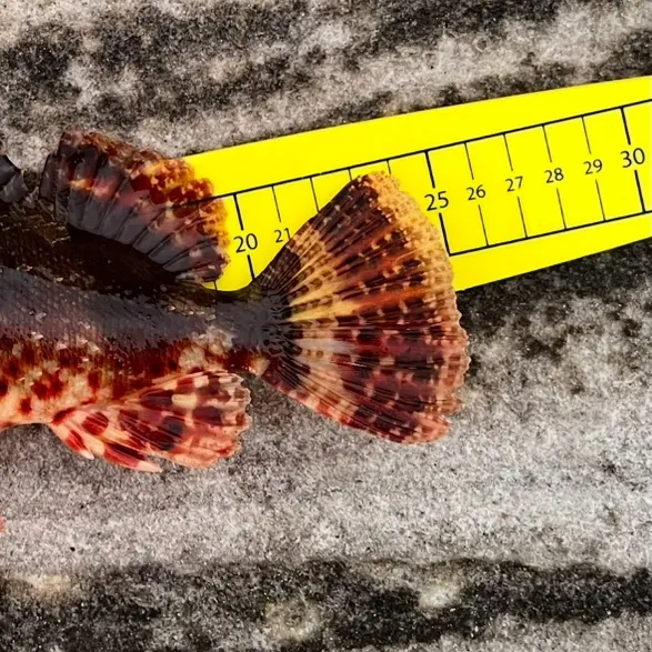 The most recent Eastern red scorpionfish catches on Fishbrain