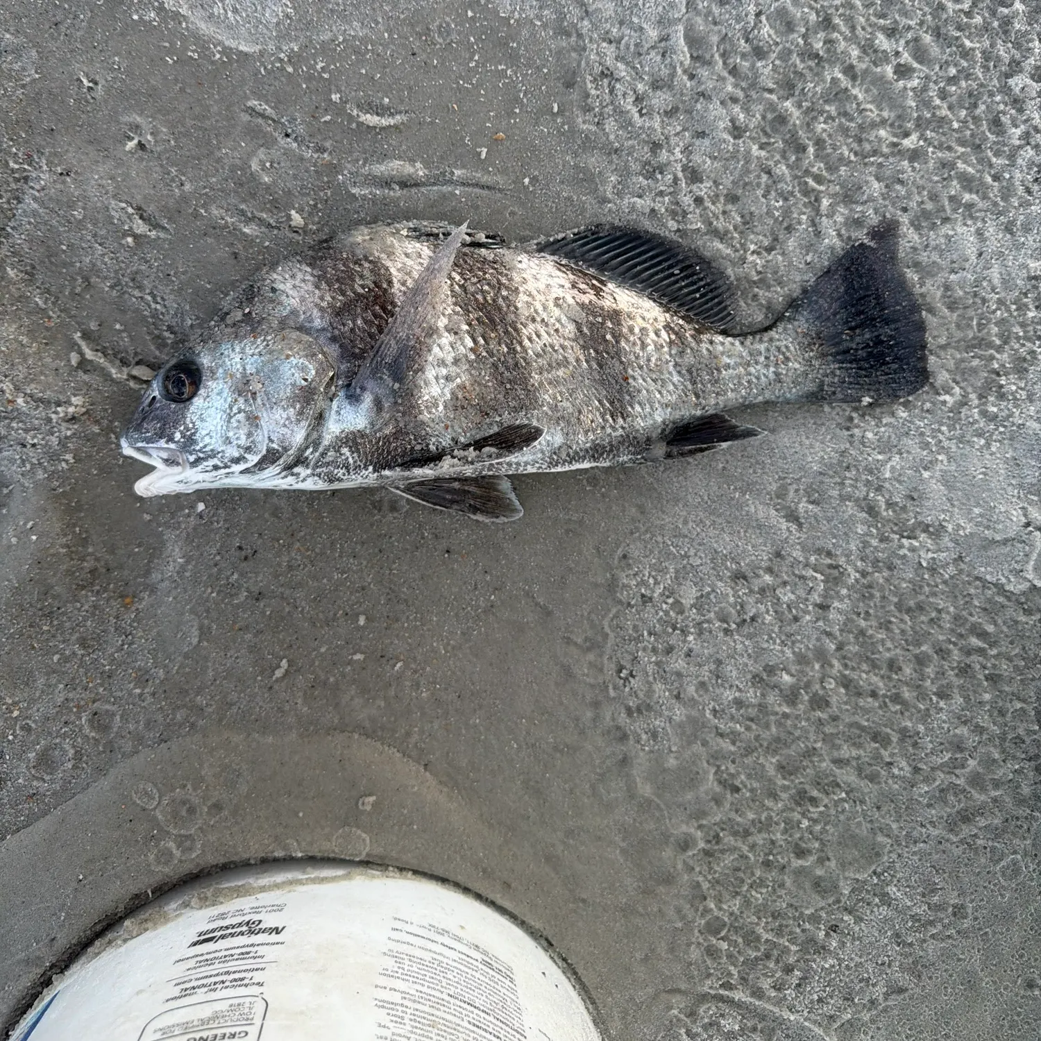 The most recent Sheepshead catches on Fishbrain