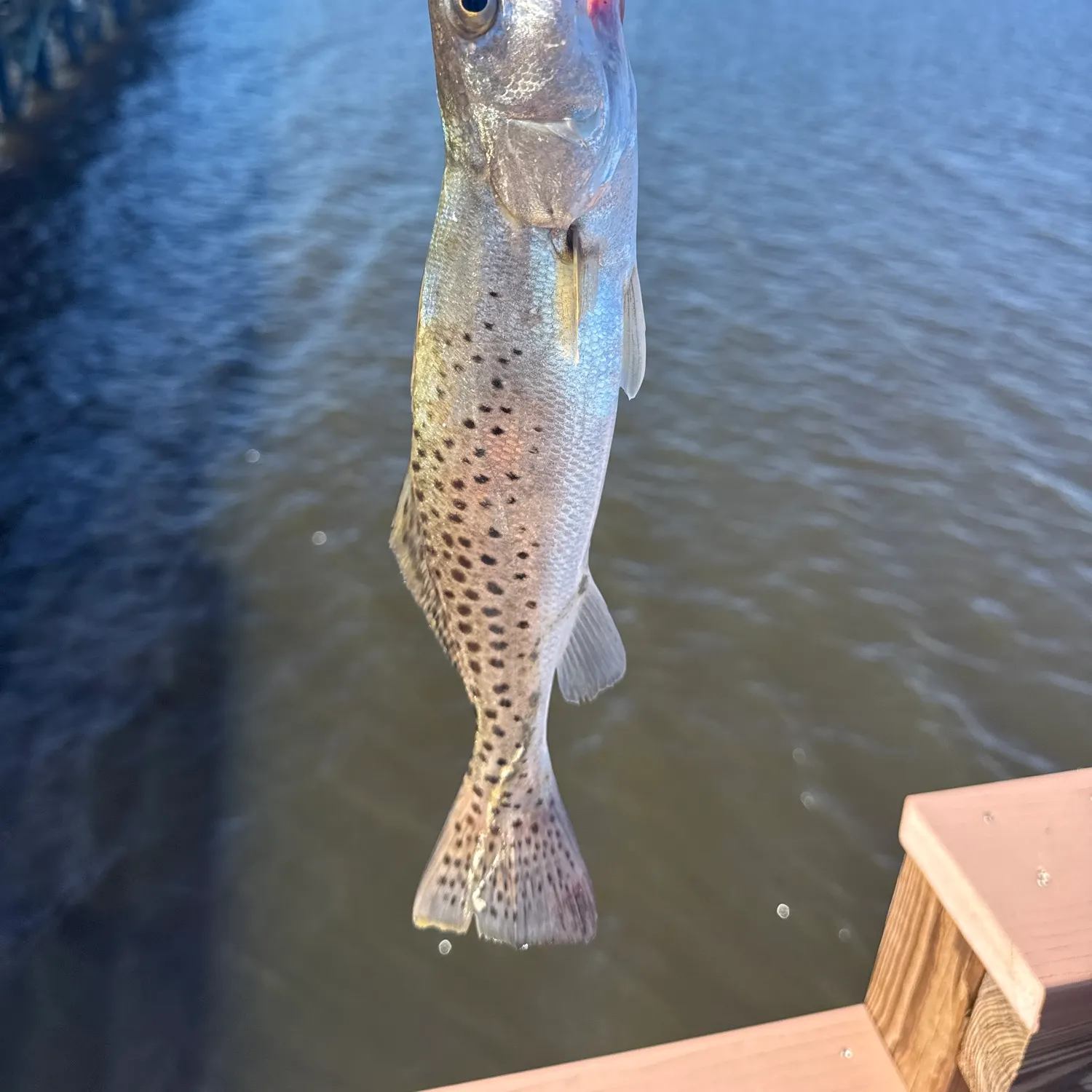 Spotted seatrout caught on Fishbrain