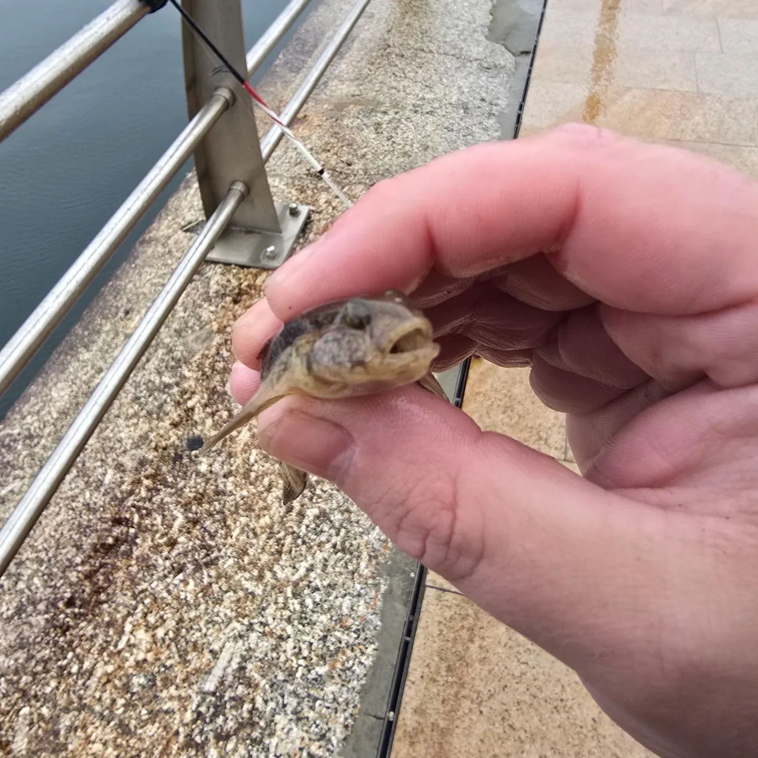 The most recent Sand goby catches on Fishbrain