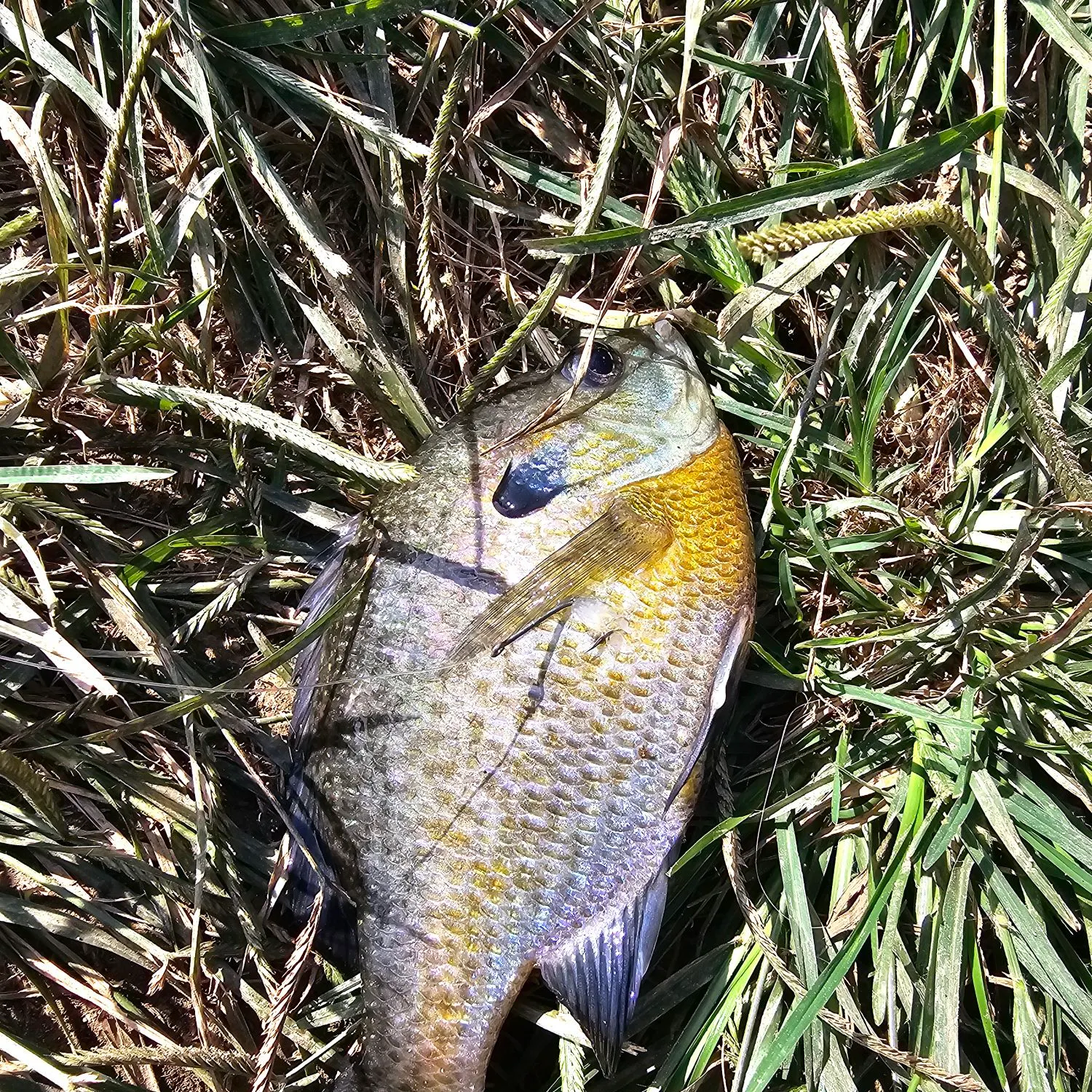 Bluegill caught on Fishbrain