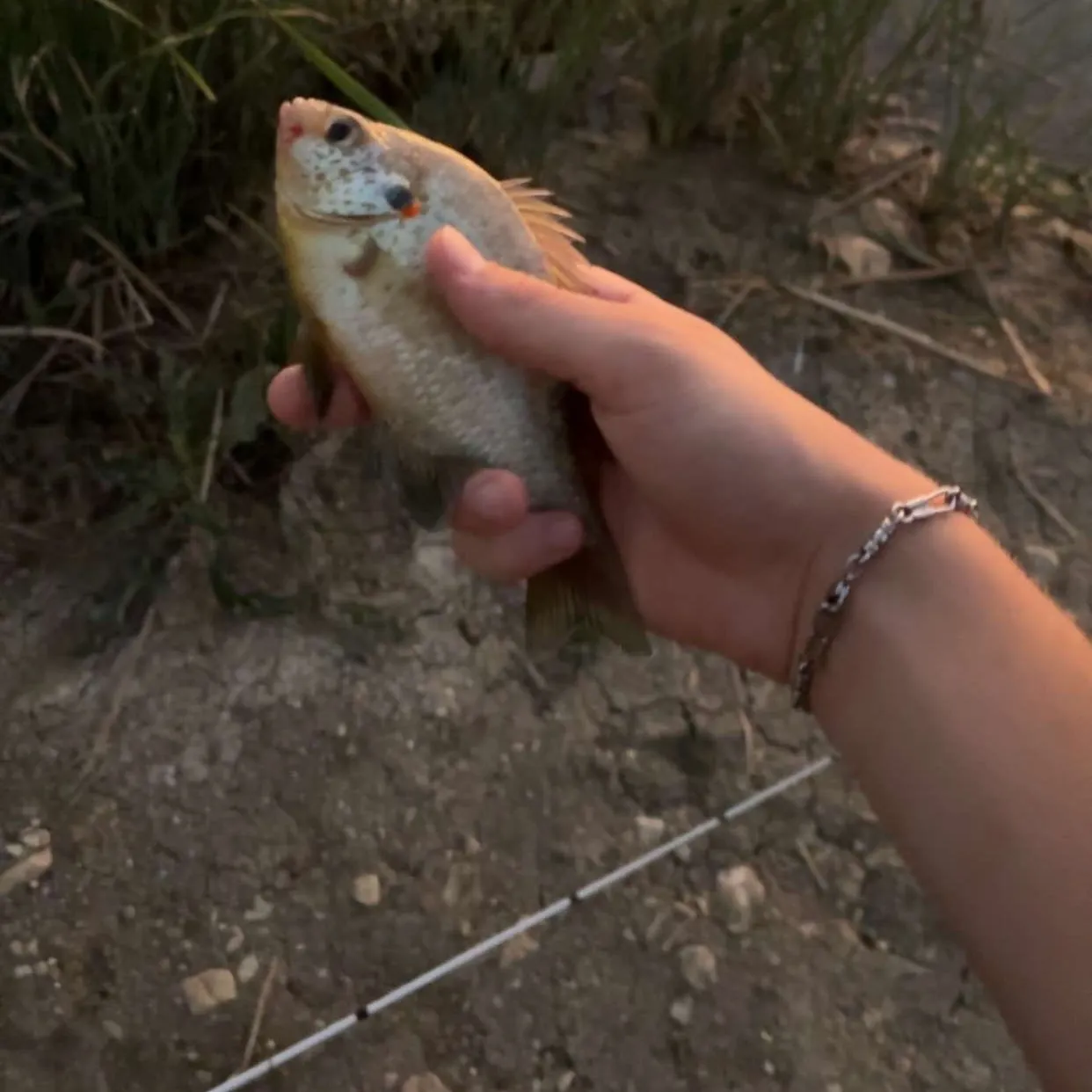 The most recent Redspotted sunfish catches on Fishbrain