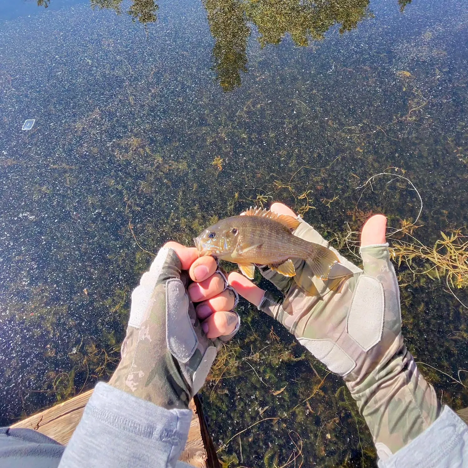 Green sunfish caught on Fishbrain