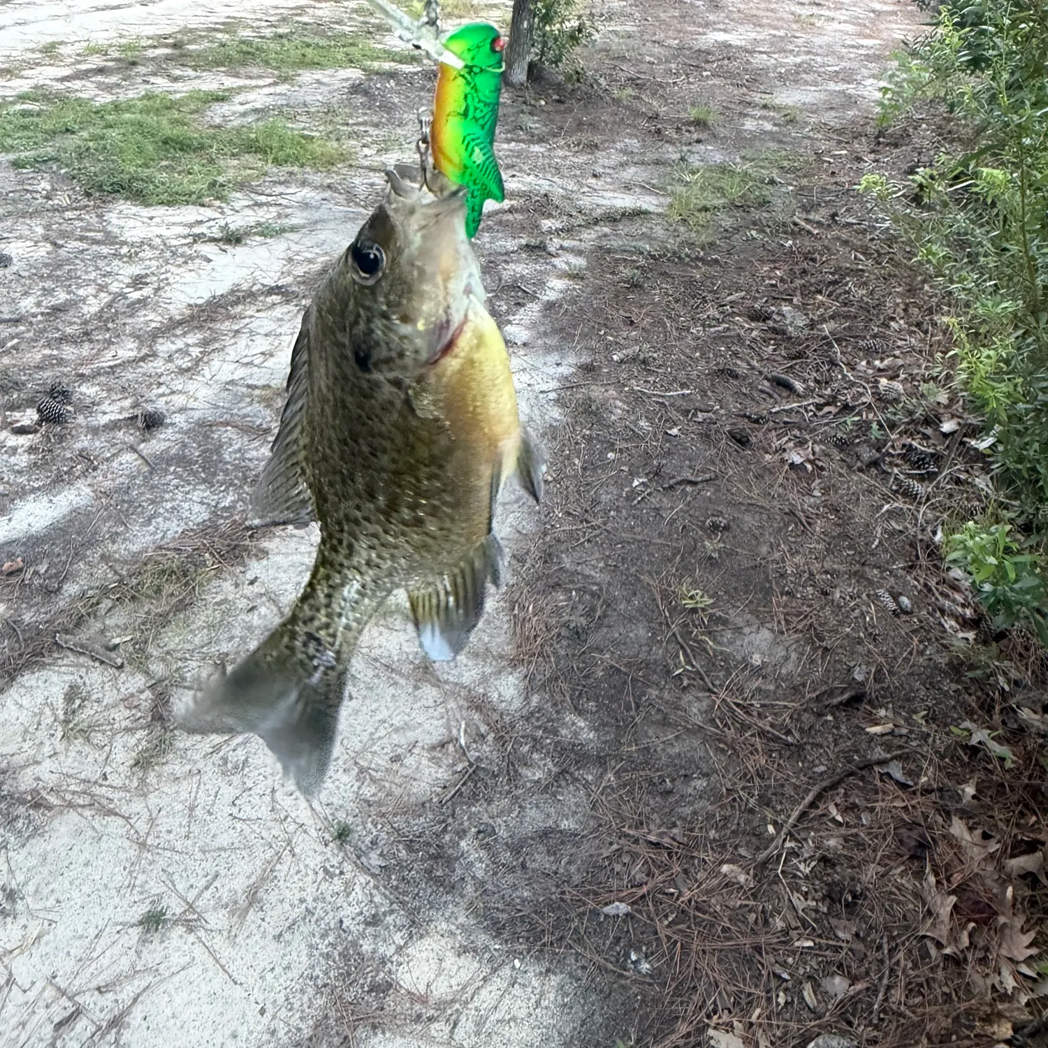Bluegill caught on Fishbrain