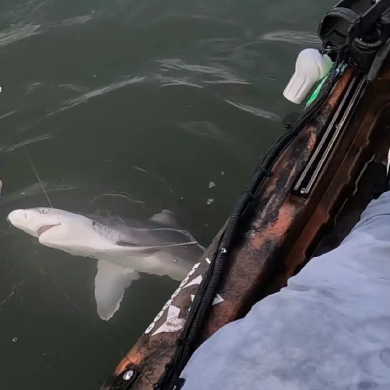 The most recent Atlantic sharpnose shark catches on Fishbrain