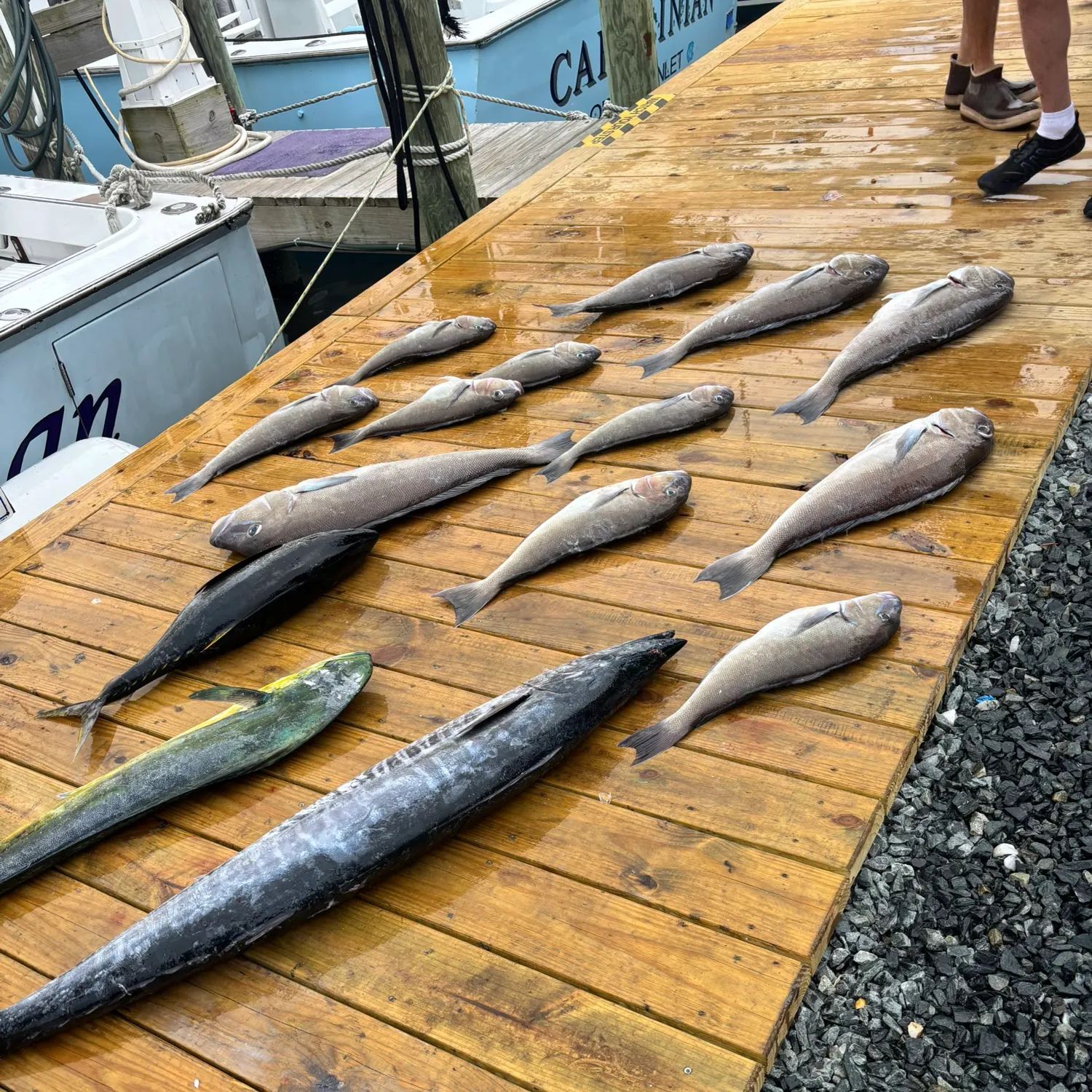 The most recent Grey tilefish catches on Fishbrain