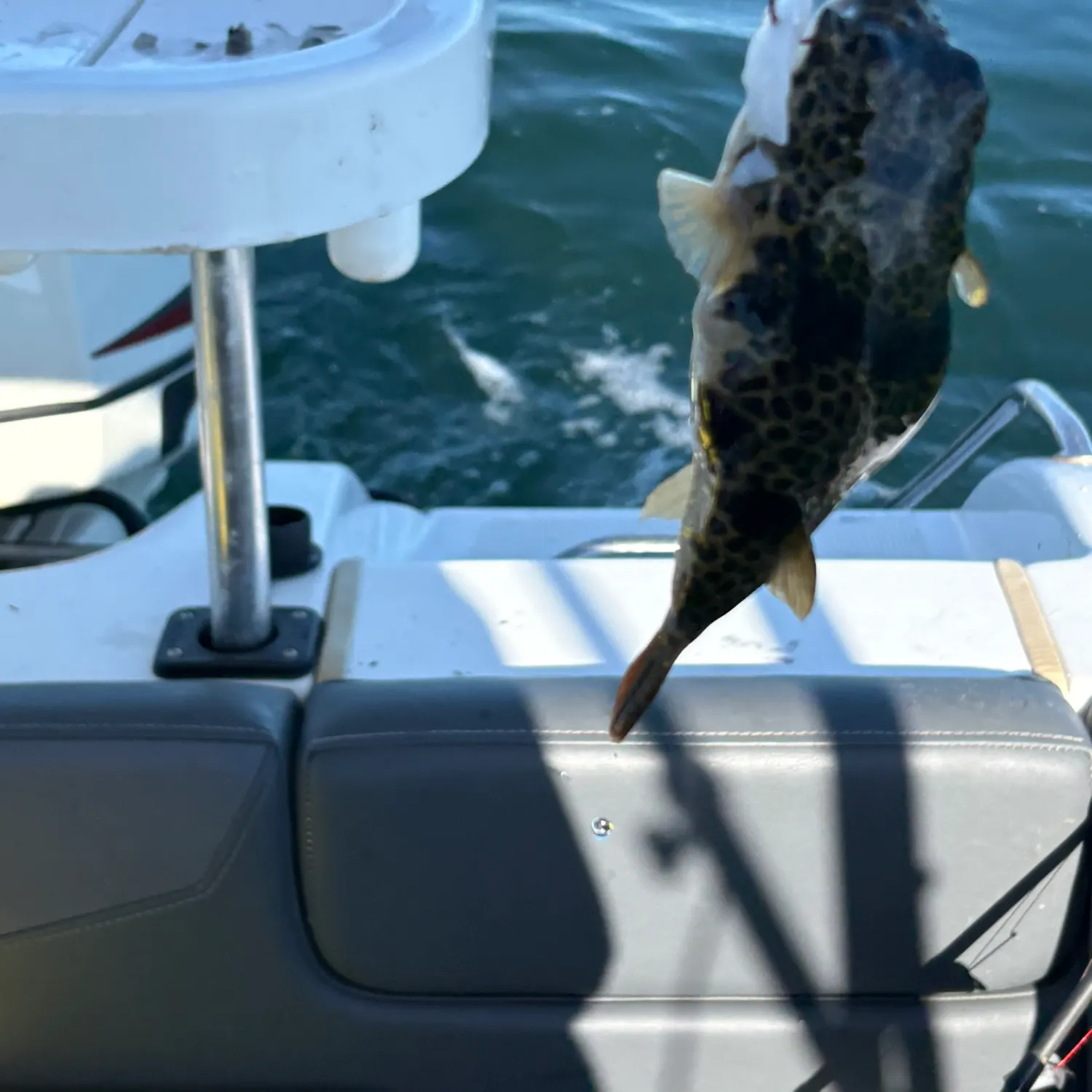 The most recent Smooth toadfish catches on Fishbrain