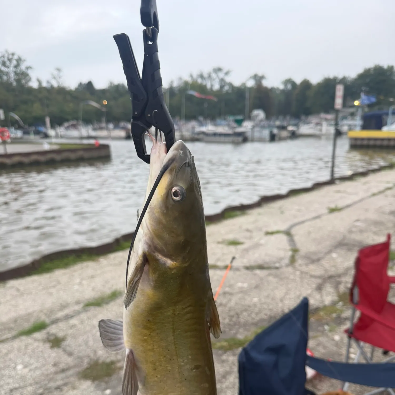 Channel catfish caught on Fishbrain