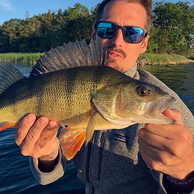 Fishing for European perch near you