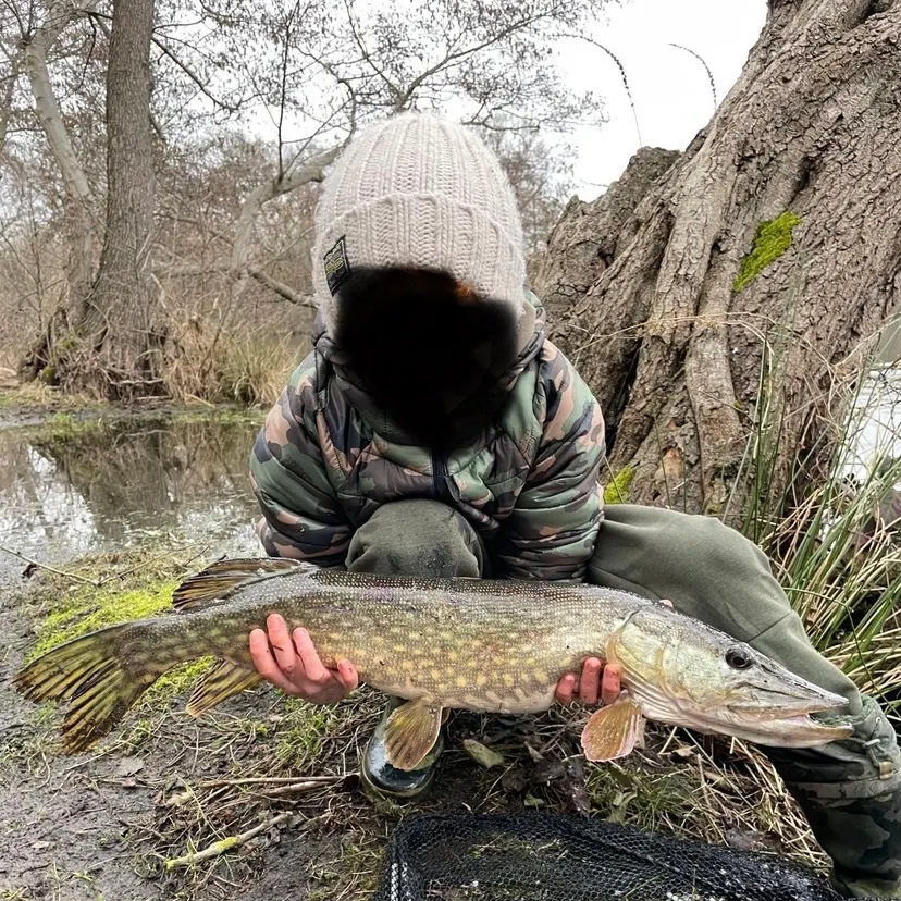 Northern pike caught on Fishbrain