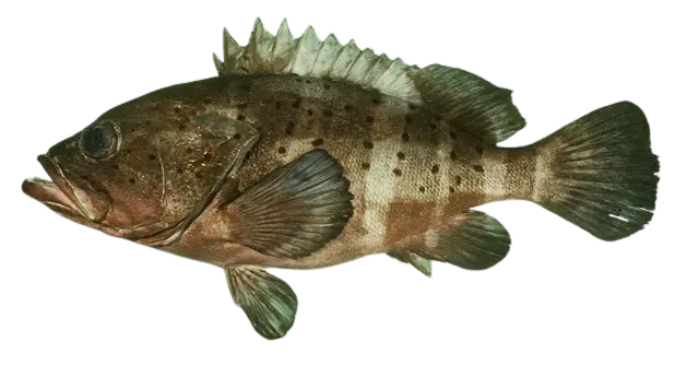 Banded grouper