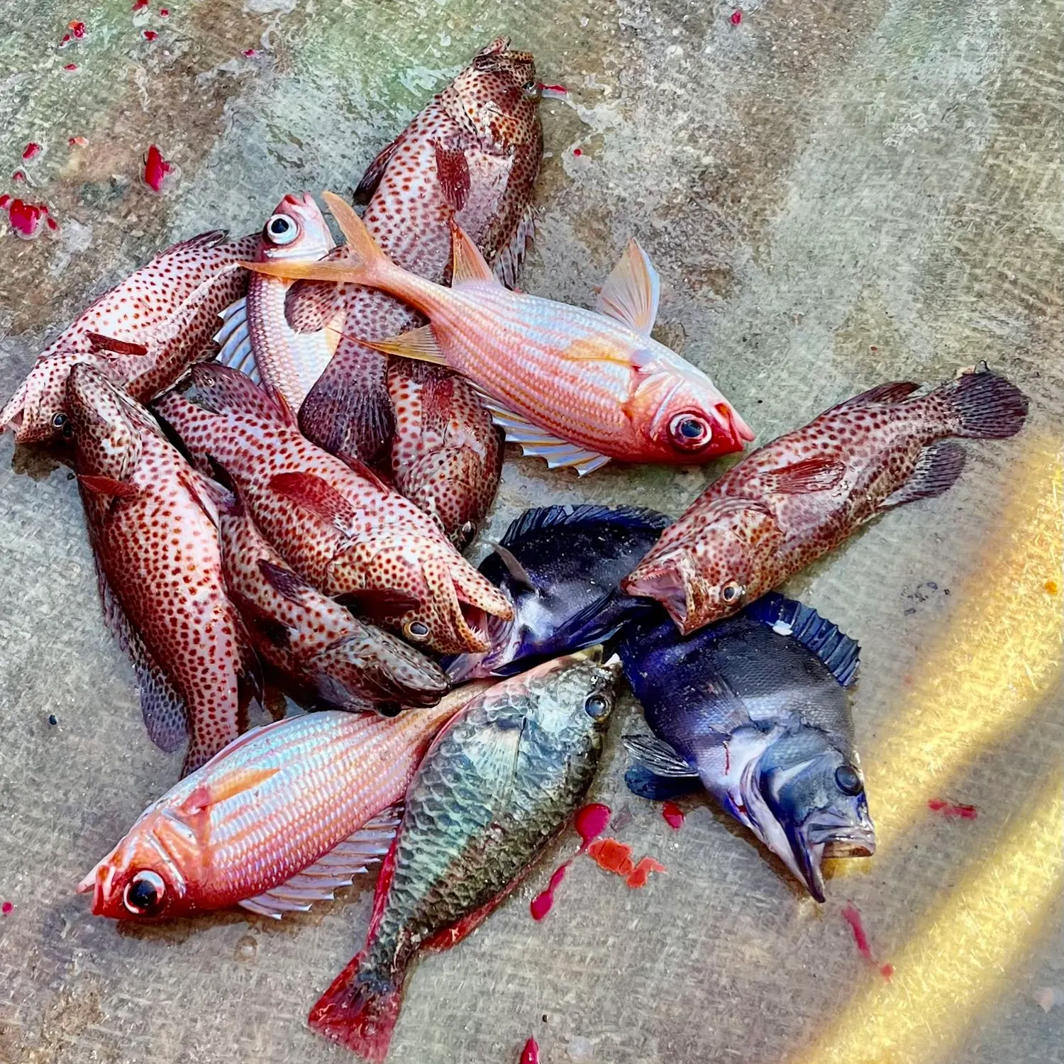 The most recent Wenchman snapper catches on Fishbrain