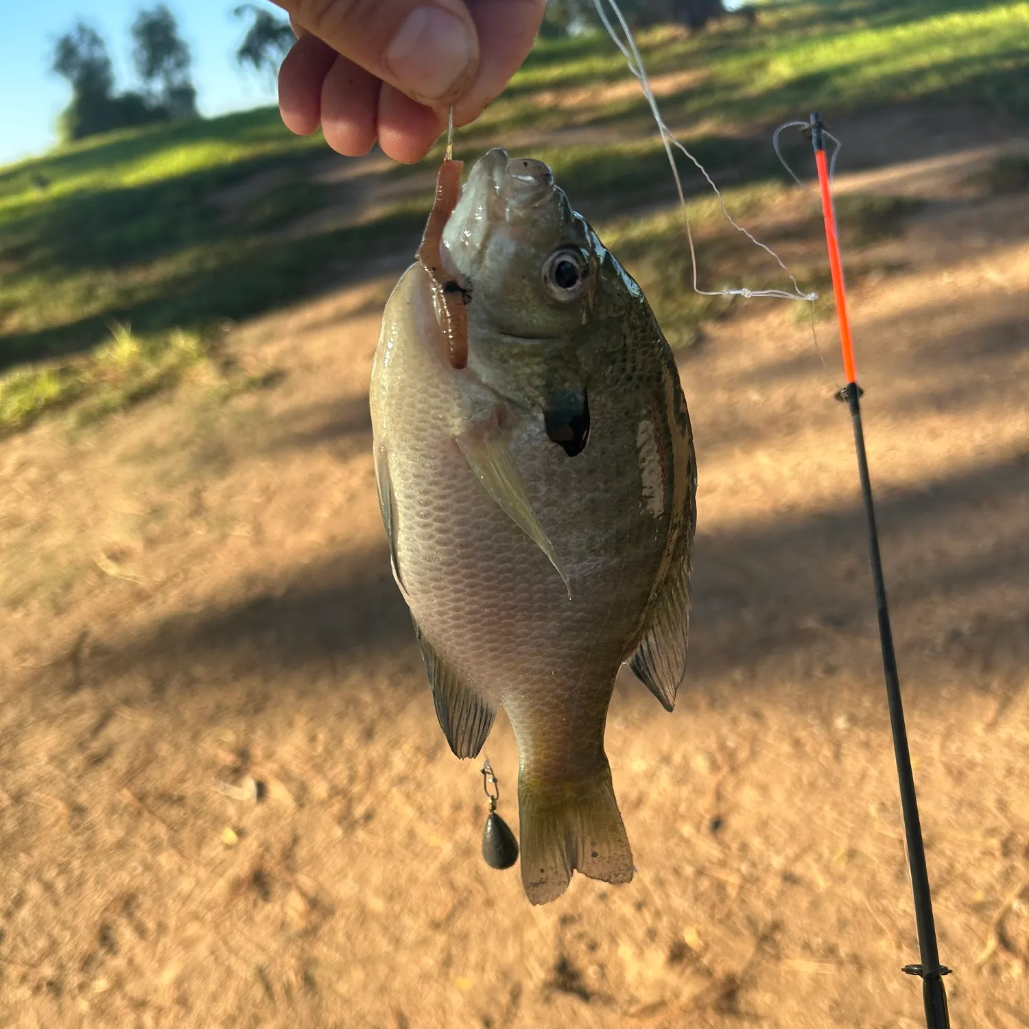 Bluegill caught on Fishbrain