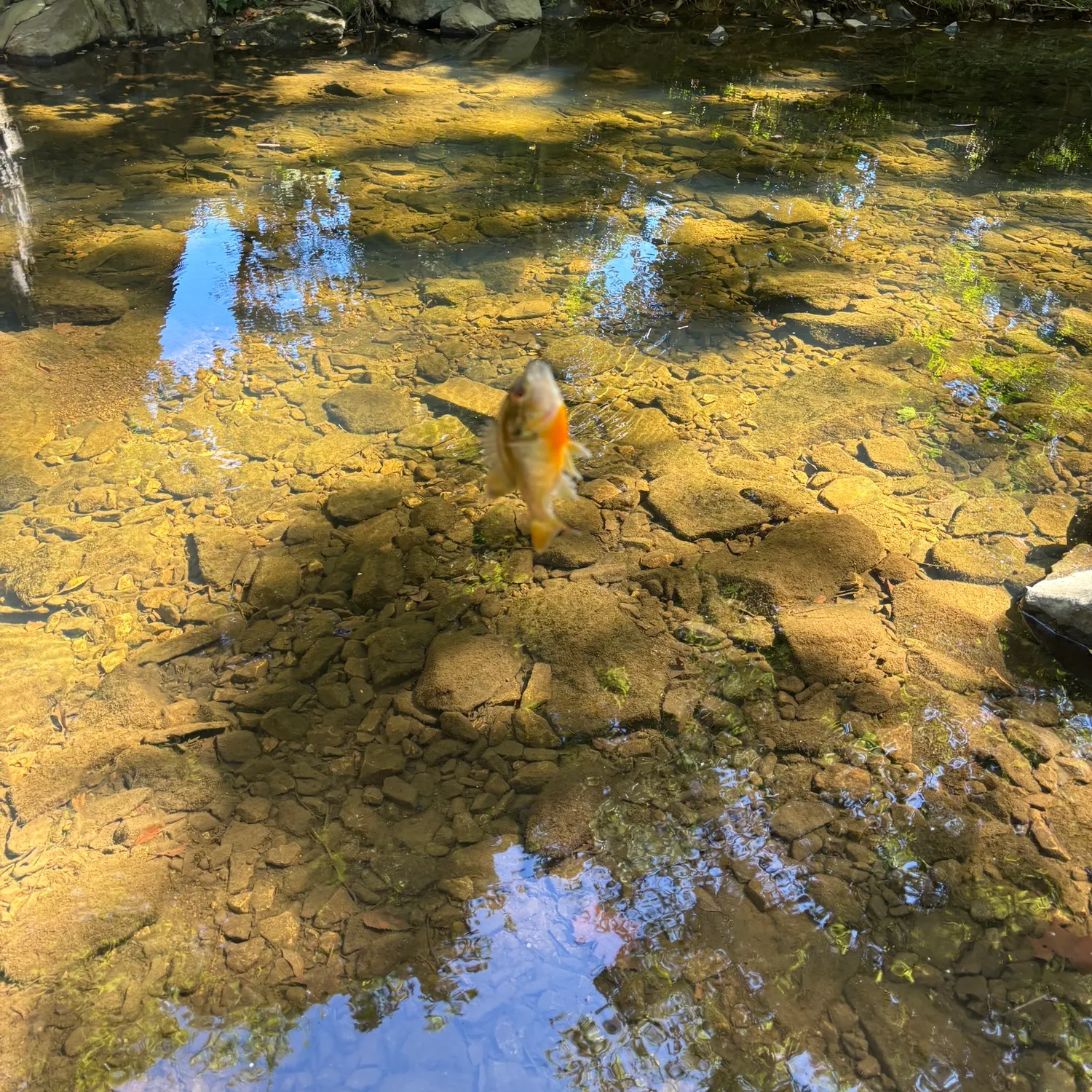 Redbreast sunfish caught on Fishbrain