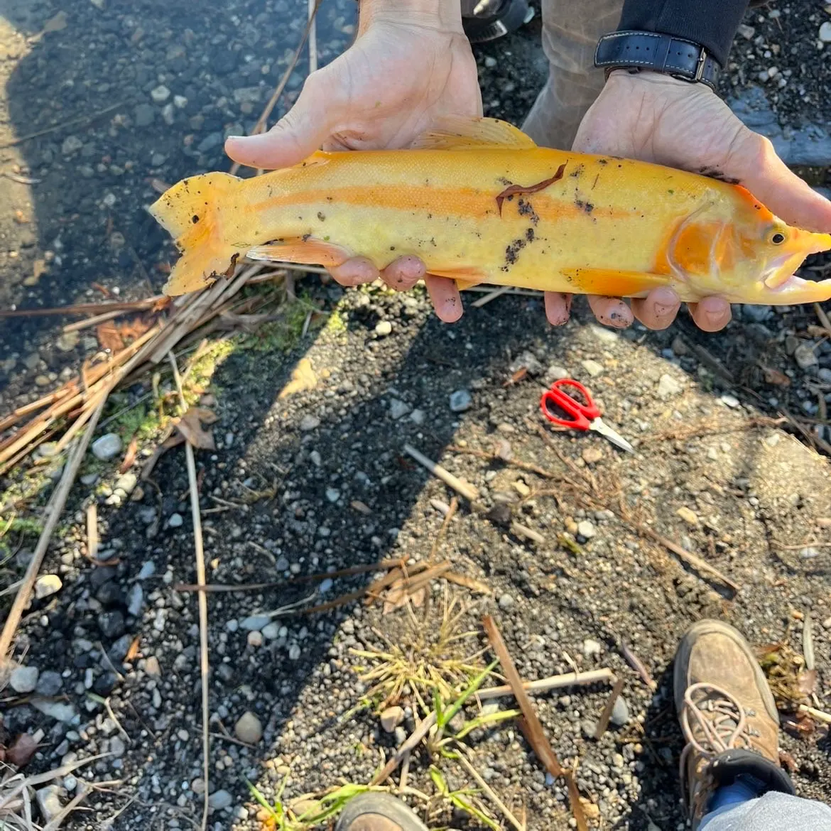 The most recent Golden rainbow trout catches on Fishbrain
