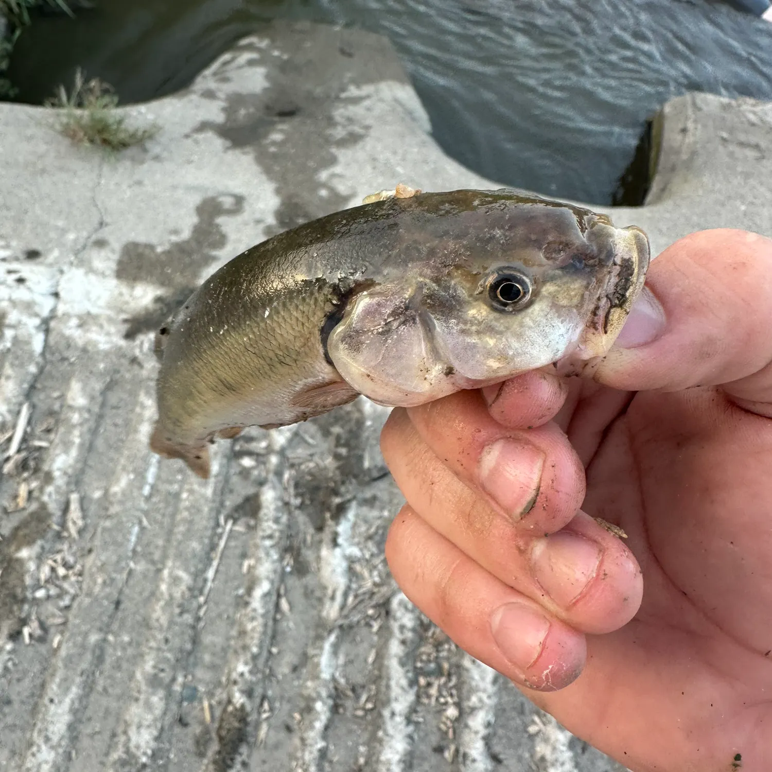 Creek chub caught on Fishbrain