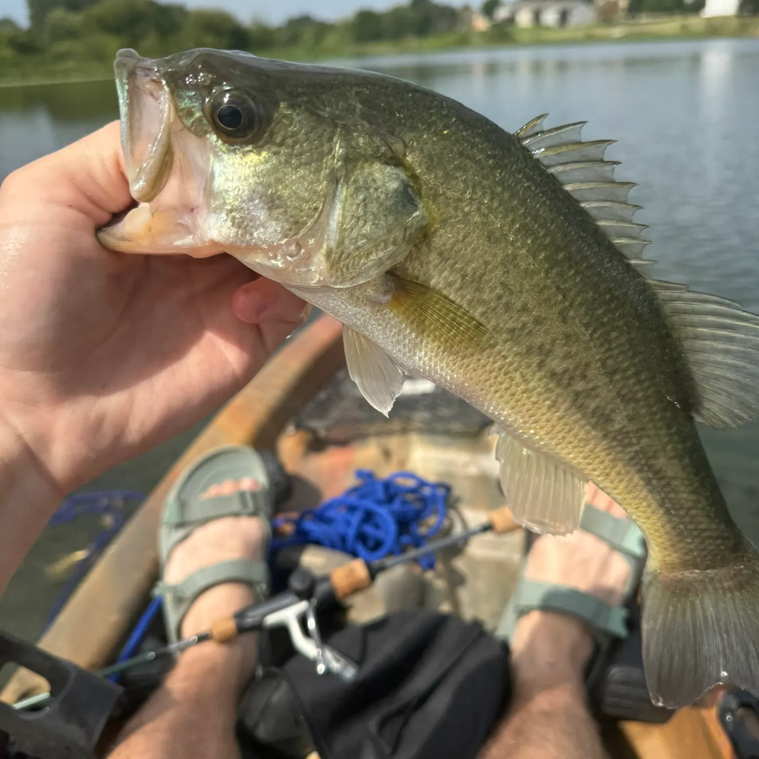 Largemouth bass caught on Fishbrain
