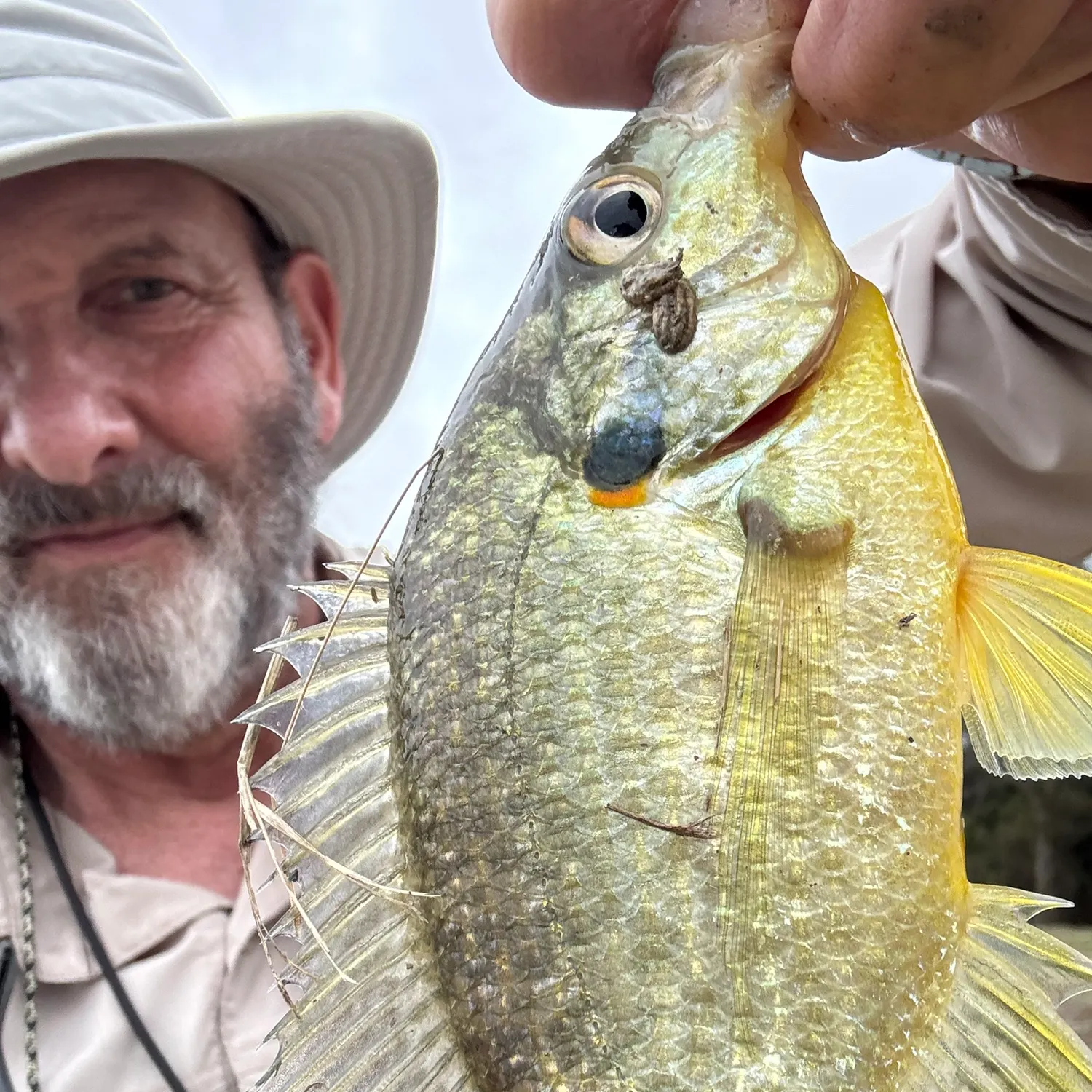 The most recent Redear sunfish catches on Fishbrain