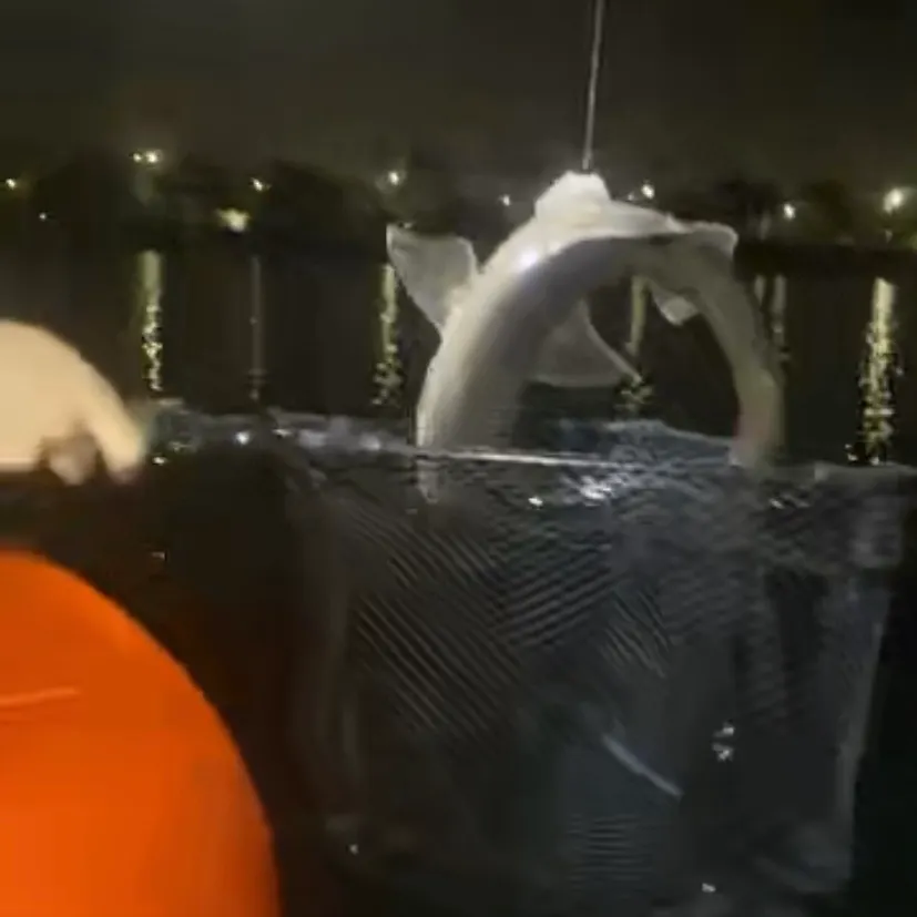 The most recent Common smooth-hound catches on Fishbrain