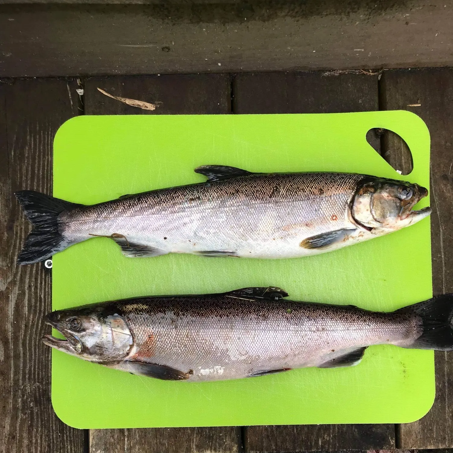 recently logged catches