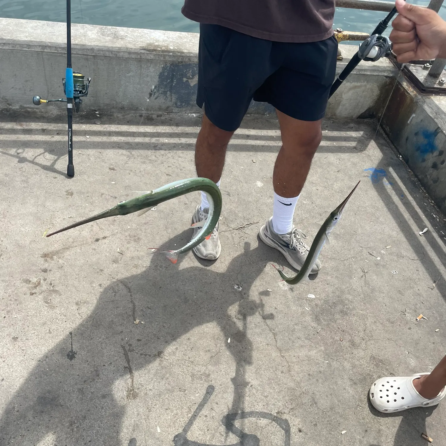 The most recent Redfin needlefish catches on Fishbrain