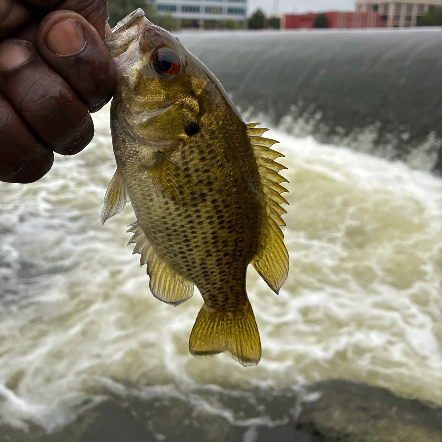 Rock bass caught on Fishbrain