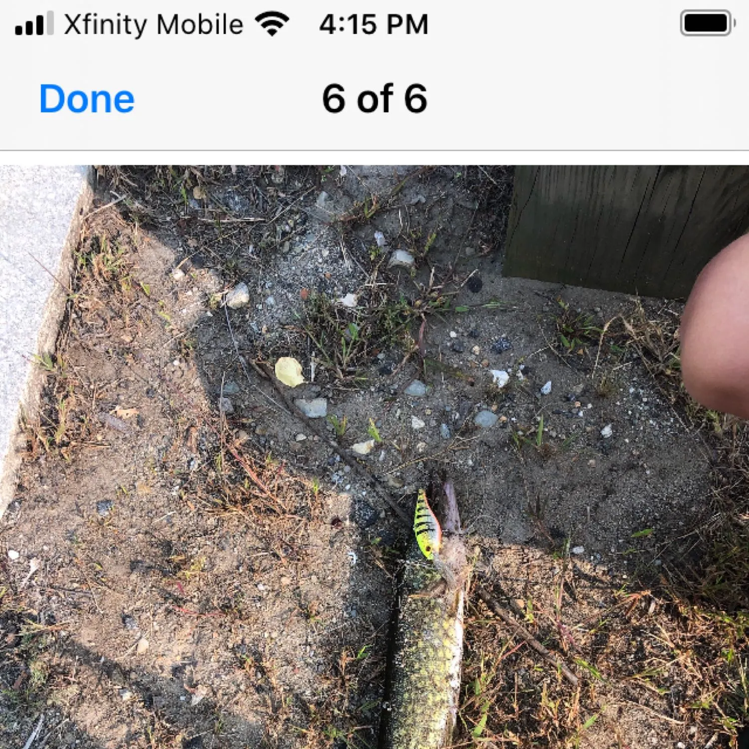 recently logged catches